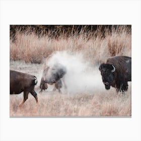 Fighting Bison Canvas Print
