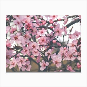 Cherry Blossoms. Pink sakura. Canvas Print