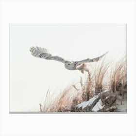 Snowy Owl Taking Flight Canvas Print