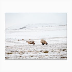 Snowy Sheep Landscape Canvas Print