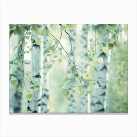 Birch Trees 35 Canvas Print