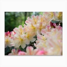 Delicate blossoms of the Rhododendron Canvas Print