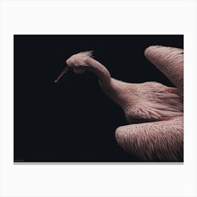 Pink Pelican №2 Canvas Print