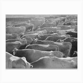 Untitled Photo, Possibly Related To Jersey Cows At Dairy, Tom Green County, Near San Angelo, Texas By Russell Lee Canvas Print