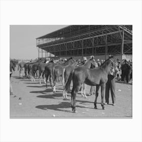 Lineup Of Horses Being Judged At The San Angelo Fat Stock Show, San Angelo, Texas By Russell Lee Canvas Print