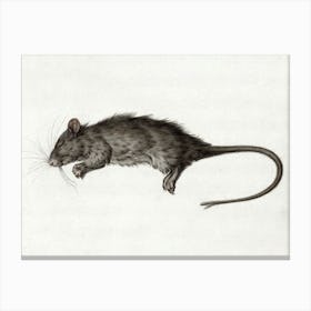 Dead Rat (1795), Jean Bernard Canvas Print