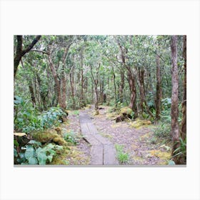 Trail In The Forest Canvas Print
