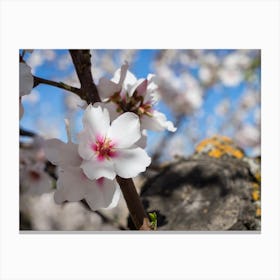 White almond blossoms and wood Canvas Print