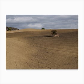 Lone Tree In A Field Canvas Print