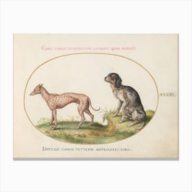 Quadervpedia Animals And Reptiles, Joris Hoefnagel (2) 2 Canvas Print