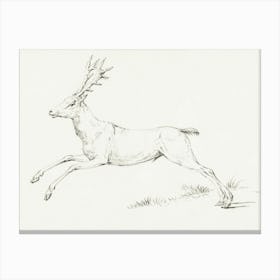 Vintage Deer Sketch Canvas Print