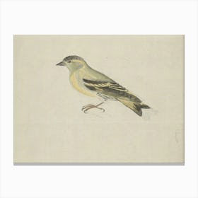 Bird On A Branch 4 Canvas Print