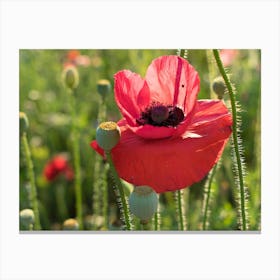 Red poppy blossom with beauty spot Canvas Print