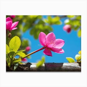 Pink Cherry Blossoms Canvas Print