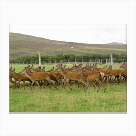 Running Herd Of Deer Scotland Canvas Print