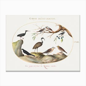 Northern Bald Ibis And Glossy Ibis With Other Birds (1575–1580), Joris Hoefnagel Canvas Print