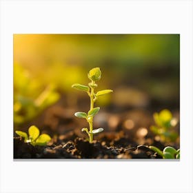 Seedling In The Field Canvas Print