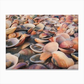 Sea Shells On The Beach 4 Canvas Print