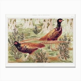 Ordinary Pheasants From The Animal In The Decoration (1897), Maurice Pillard Verneuil Canvas Print