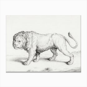 Lion 1, Jean Bernard Canvas Print