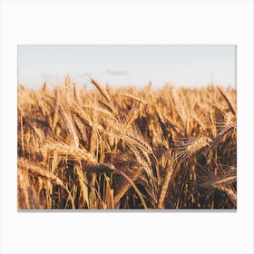 Wheat Field Scenery Canvas Print