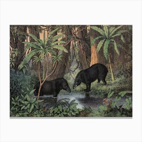 Vintage Kolb 1 Tafel 45 Tapir Amerikanisch Canvas Print