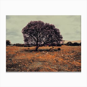 Dartmoor Tree Canvas Print