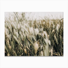 Farm Field Canvas Print