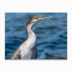 Cormorant Canvas Print