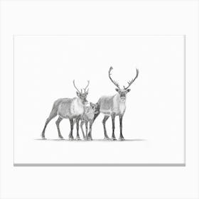 The Caribous Family Canvas Print