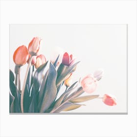 Tulips In Spring Canvas Print