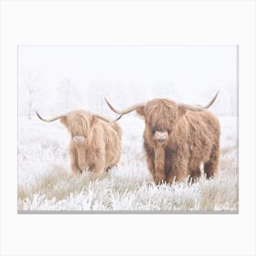 Two Highland Cows Canvas Print