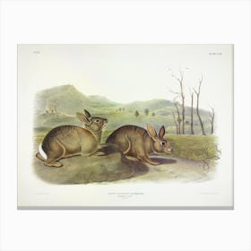 Bachman's Hare, John James Audubon Canvas Print