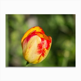 Tulip Stock Videos & Royalty-Free Footage Canvas Print