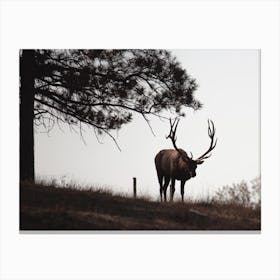 Elk On Hillside Canvas Print