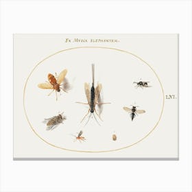 Seven Insects, Including Flies (1575–1580), Joris Hoefnagel Canvas Print