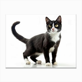 Black And White Cat Looking Up Canvas Print