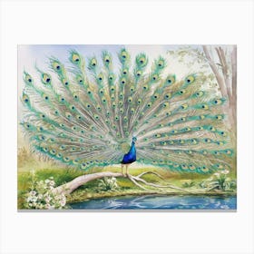 Peacock Canvas Print