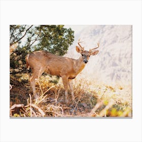 Desert Deer Canvas Print
