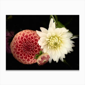 Dahlias Canvas Print