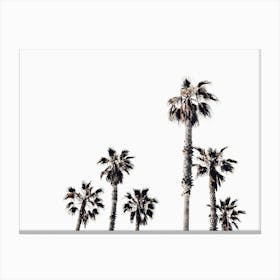 Moody Palm Trees Canvas Print