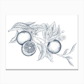 Des Oranges | Line Illustration (Navy) Canvas Print