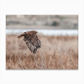 Coopers Hawk Flying Over Swamp Canvas Print