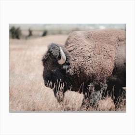 Rustic Bison Scenery Canvas Print