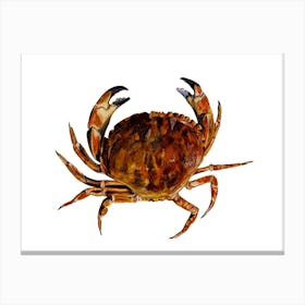 Crab On White Canvas Print