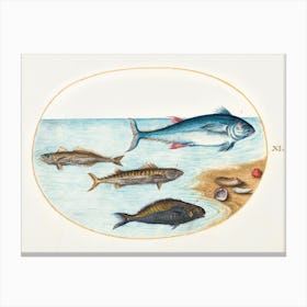 Four Fish And Shells (1575–1580), Joris Hoefnagel Canvas Print