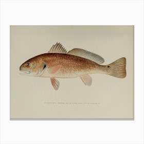 Restored Version of the Denton Channel Bass Published in the New York Fish and Game Report Canvas Print