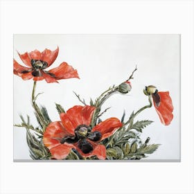 Red Poppies, Charles Demuth Canvas Print
