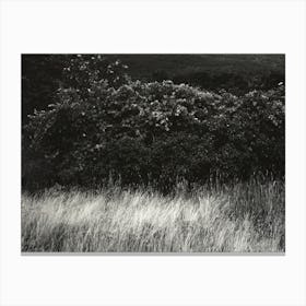 Hedge And Grasses–Lake George (1933), Alfred Stieglitz Canvas Print