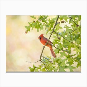 Cardinal In The Oak Tree Canvas Print